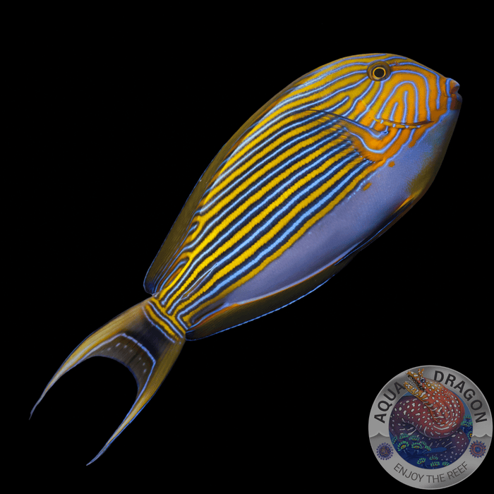Acanthurus lineatus „Blaustreifen Doktorfisch“ M