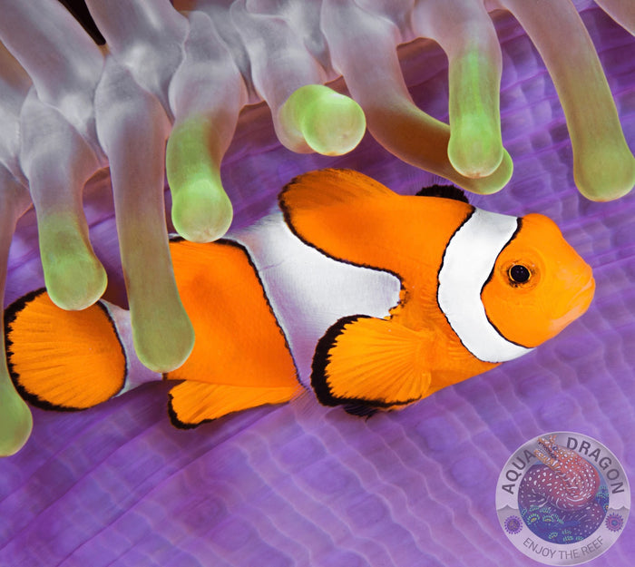 Amphiprion ocellaris „Falscher Clownfisch“ Nachzucht