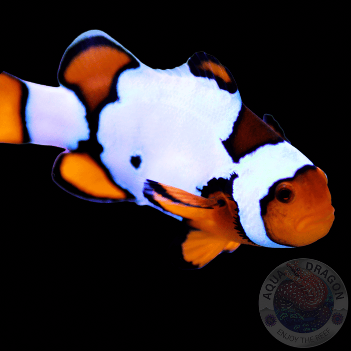 Amphiprion ocellaris „Snow Onyx“