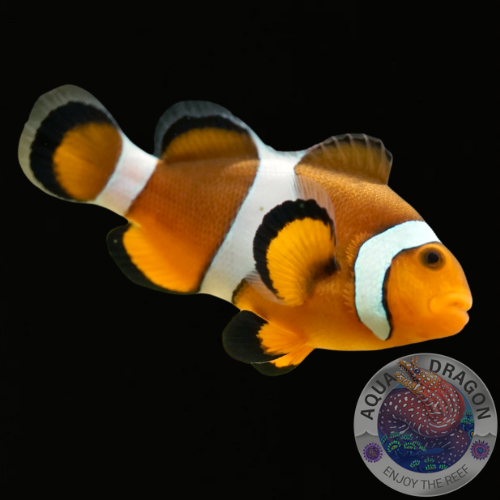 Amphiprion percula „Trauerband-Anemonenfisch“ Nachzucht