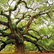 Fragrance Oil - Cedar & White Oak