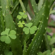 Fragrance Oil - Green Clover & Aloe (BBW Dupe)