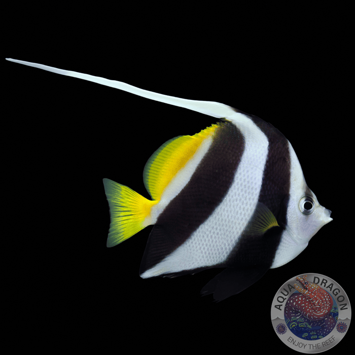 Heniochus acuminatus „Rotmeer-Wimpelfisch“ S