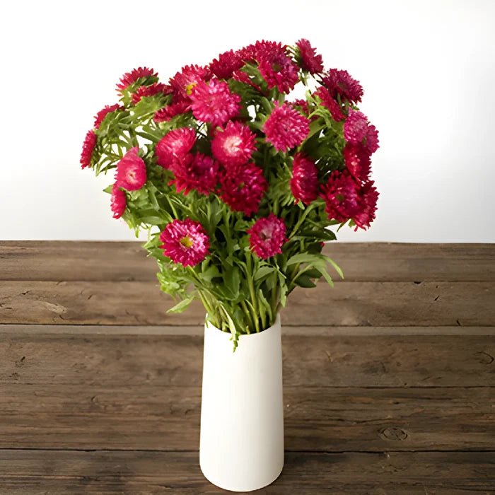 Hot Pink Matsumoto Aster Flowers