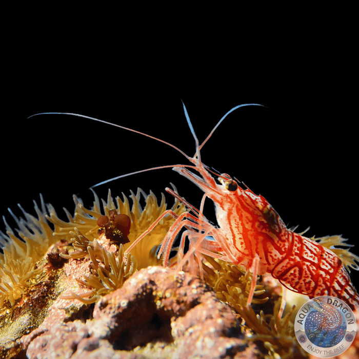 Lysmata wurdemanni "Wurdemanns Garnele"