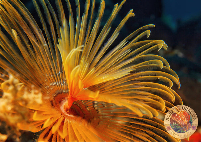 Sabellastarte sp. „Special Yellow“ S