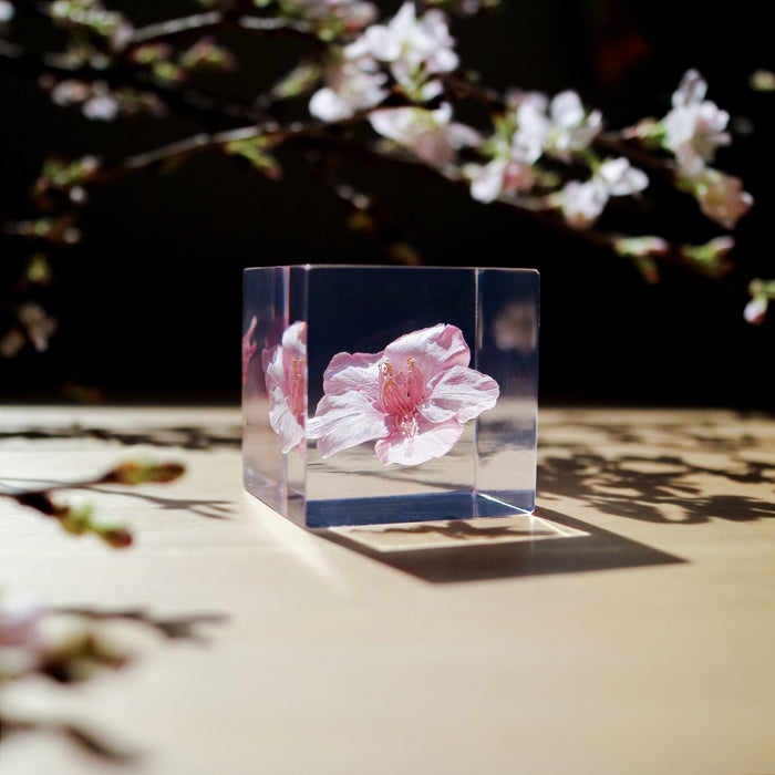 Clear cube with pink cherry blossom flower on outdoor surface