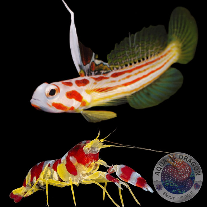 Stonogobiops yasha & Alpheus randalli