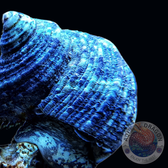 Turbo bruneus „Turbanschnecke” 🐌