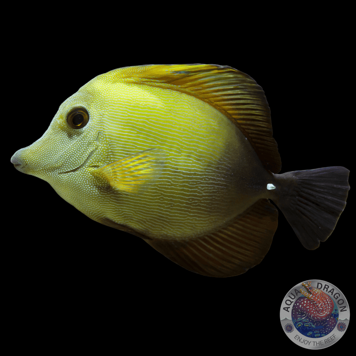 Zebrasoma scopas „Brauner Segelflossen-Doktor“ S