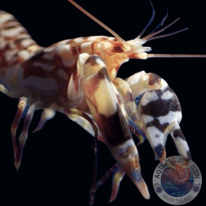 Alpheus bellulus "Hübscher Knallkrebs"🦞