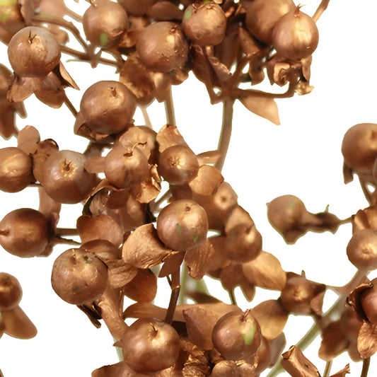 Bronze Tinted Hypericum Berries