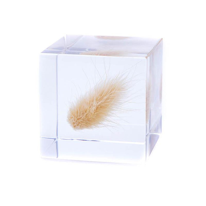 Clear acrylic cube with golden bunnytail grass stem in center