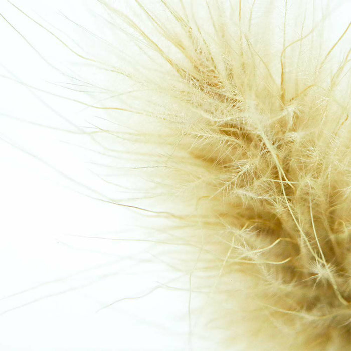 Close-up of golden bunnytail grass fibers inside clear acrylic cube