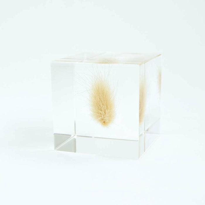 Clear acrylic cube with bunnytail grass tuft visible through side panel