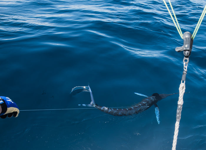 Marlin fish being reeled in from the ocean with a fishing line.