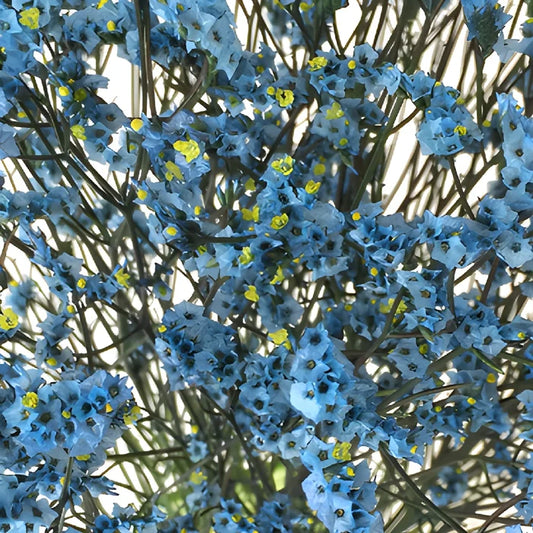Capri Blue Airbrushed Limonium Flowers
