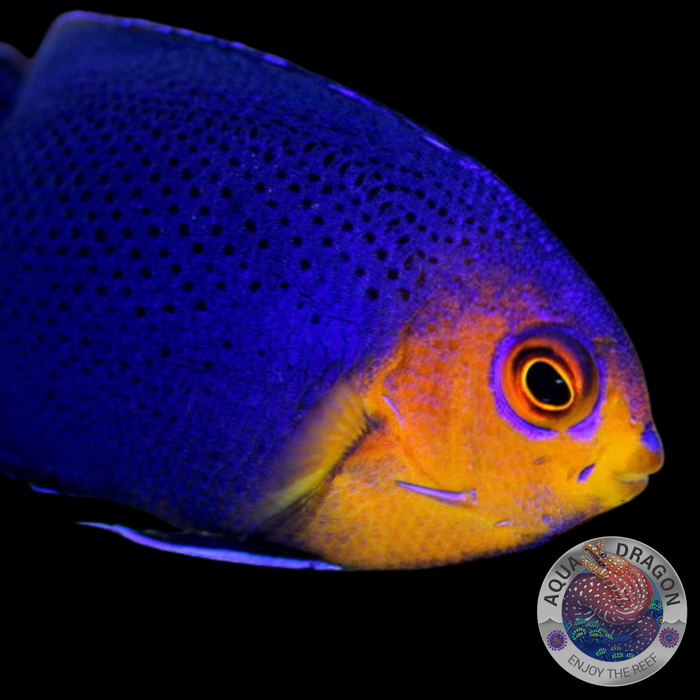 Centropyge argi „Blauer Zwergkaiserfisch“