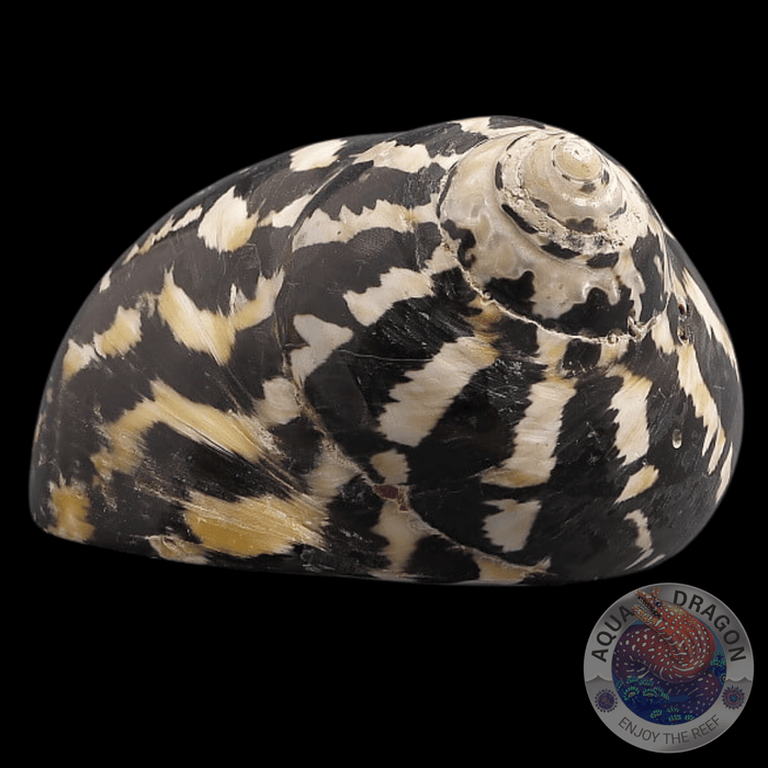 Cittarium pica „Zebra Turboschnecke“ XXL