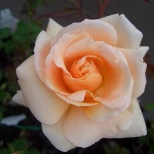 Fragrance Oil - Apricot Rose (Yankee Candle Dupe)