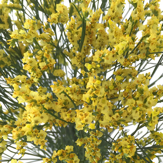 Golden Yellow Airbrushed Limonium Flowers