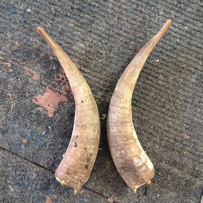 HORNS