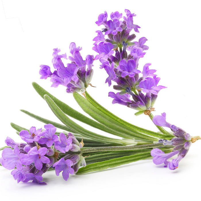 Lavender 30/32 Essential Oil - 100% Pure 100