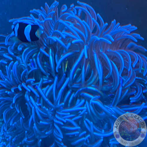 Macrodactyla doreensis „Purple” XL