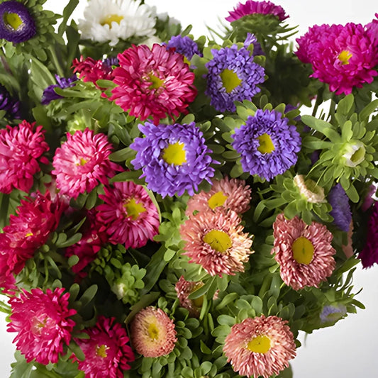 Mixed Color Matsumoto Aster Flowers