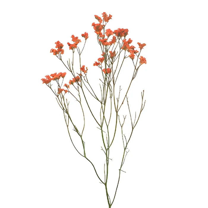 Orange Airbrushed Limonium Flowers