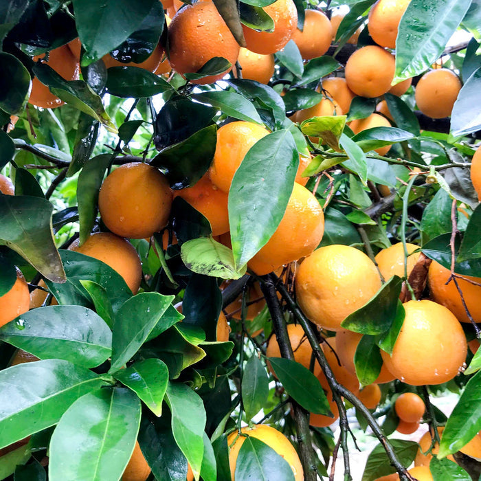 Orange marmalade: ripe orange fruits on leafy branches