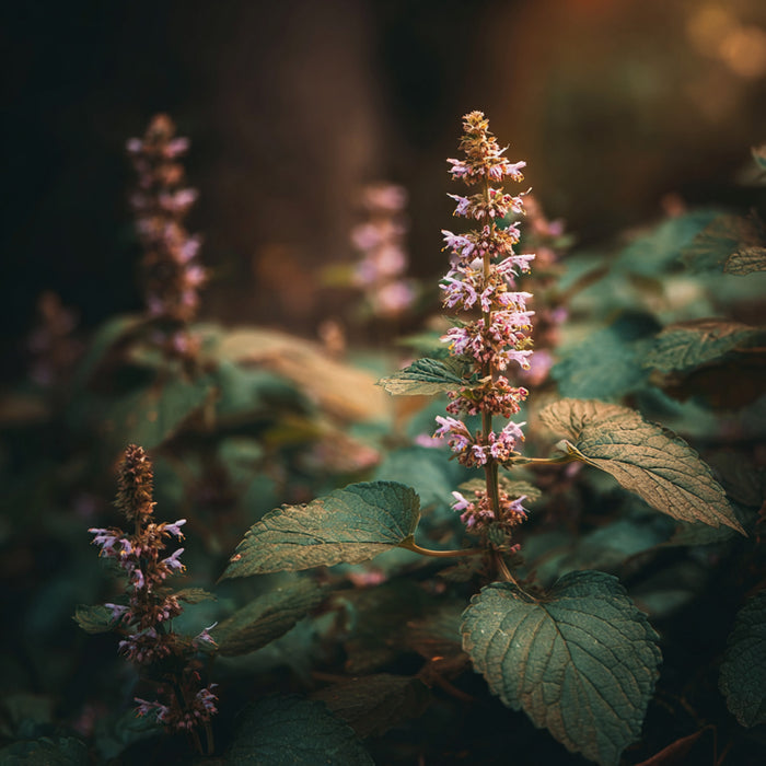 Patchouli Fragrance Oil 102