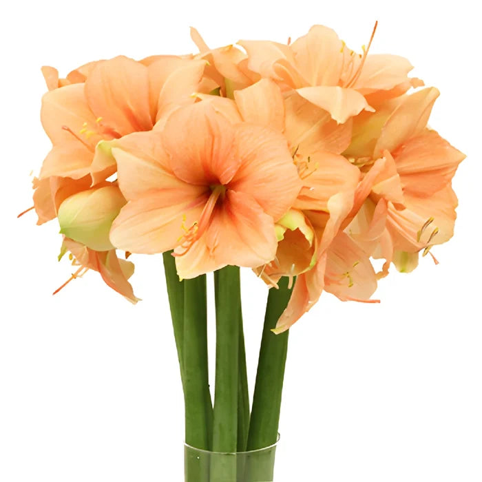 Peach Amaryllis Flowers