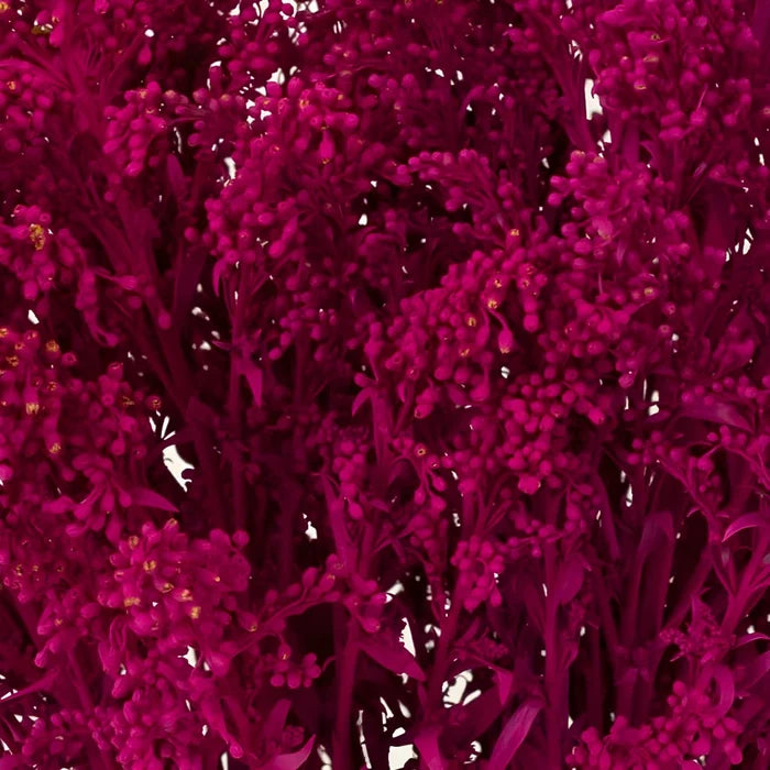 Pink Tinted Estelle Solidago Filler Flowers Close Up - Image
