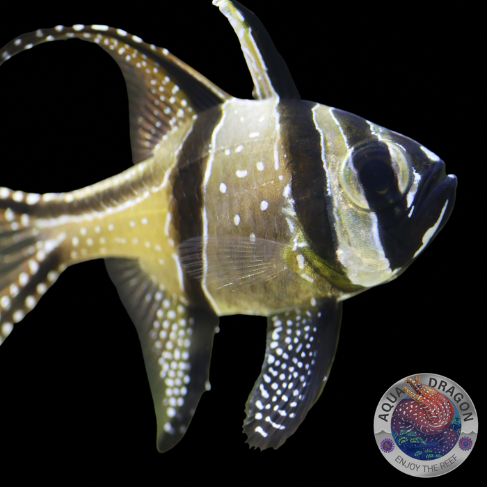 Pterapogon kauderni „Kardinalbarsch“ Nachzucht