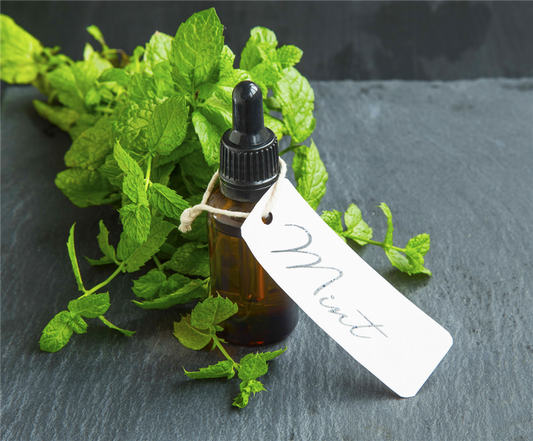 Purely Peppermint Fragrance Oil 278