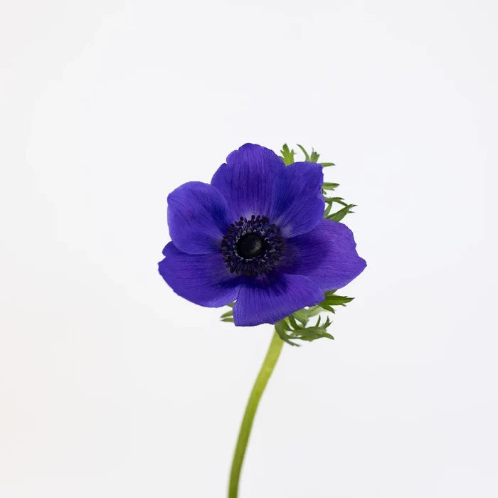 Purple Fresh Cut Anemone Flower Stem - Image