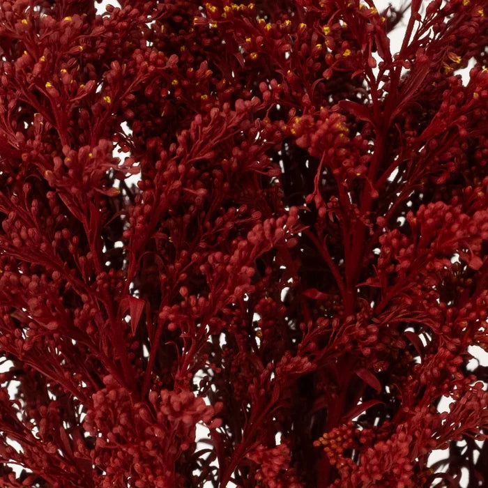 Tinted Red Estelle Solidago Filler Flowers Close Up - Image