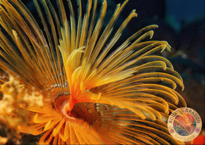 Sabellastarte spp. „Röhrenwurm“