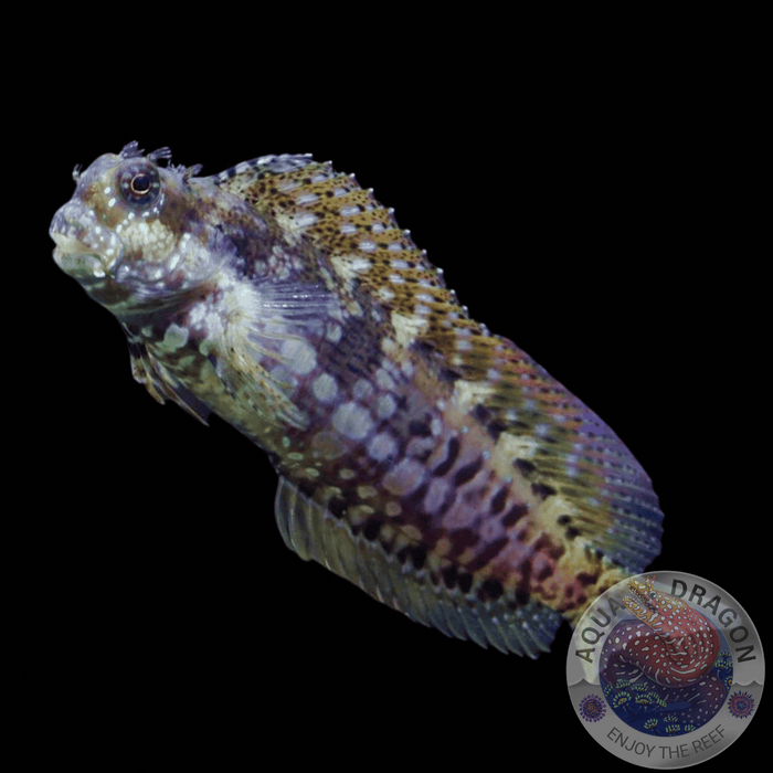 Salarias fasciatus "Juwelen-Felshüpfer" XL