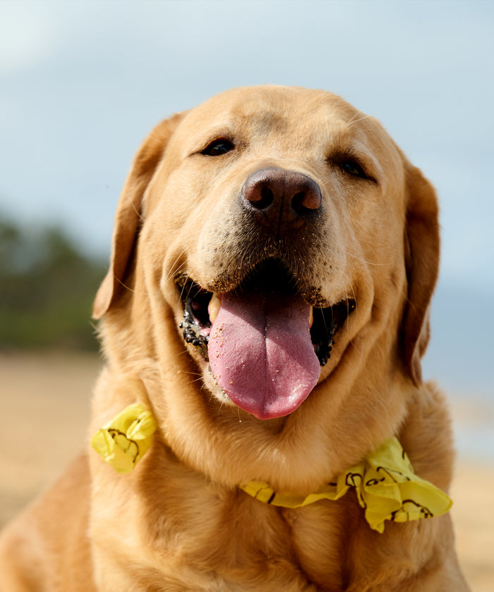 Yellow Sonny Bandana by Sun Bum worn by happy golden retriever dog at the beach with tongue out