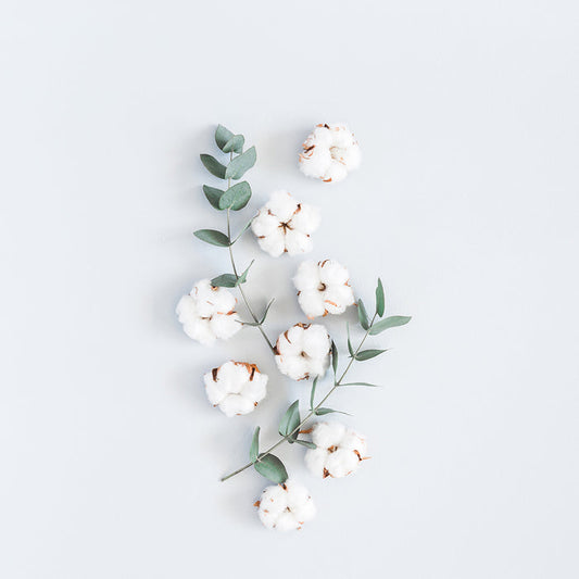 Sun Dried Cotton Fragrance Oil 471