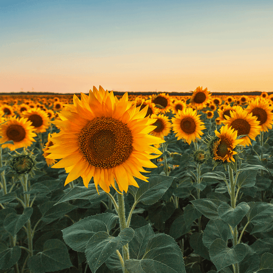 Sunflower Fragrance Oil 306