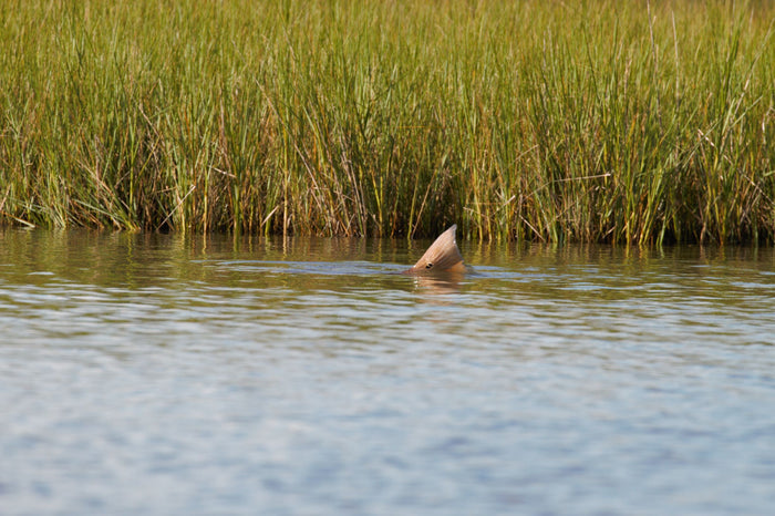 A redfish's tail is poking out of the water.