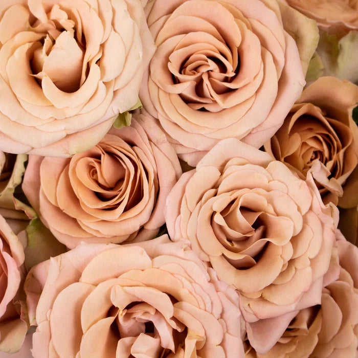 Mauve Magic Mocca Spray Flower Up Close