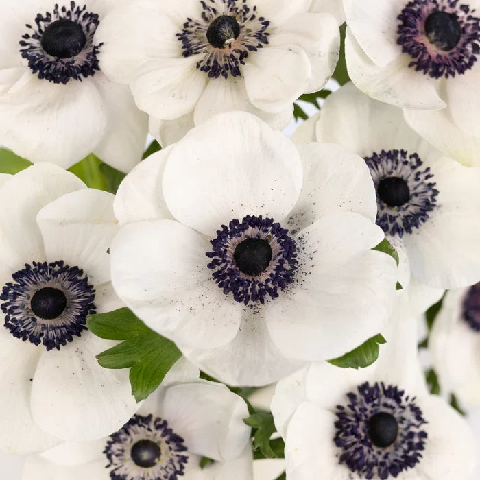 White With Dark Centers Fresh Cut Designer Anemones Close Up - Image