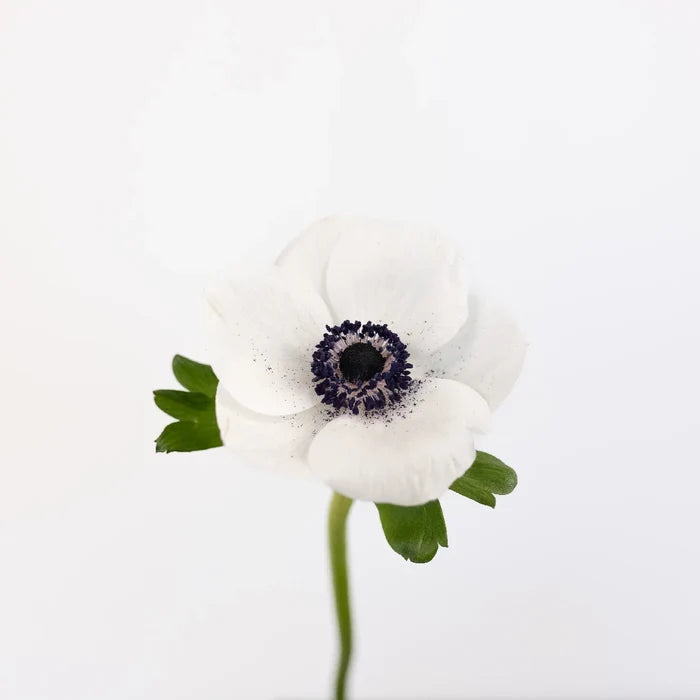 White With Dark Centers Fresh Cut Designer Anemones Stem - Image