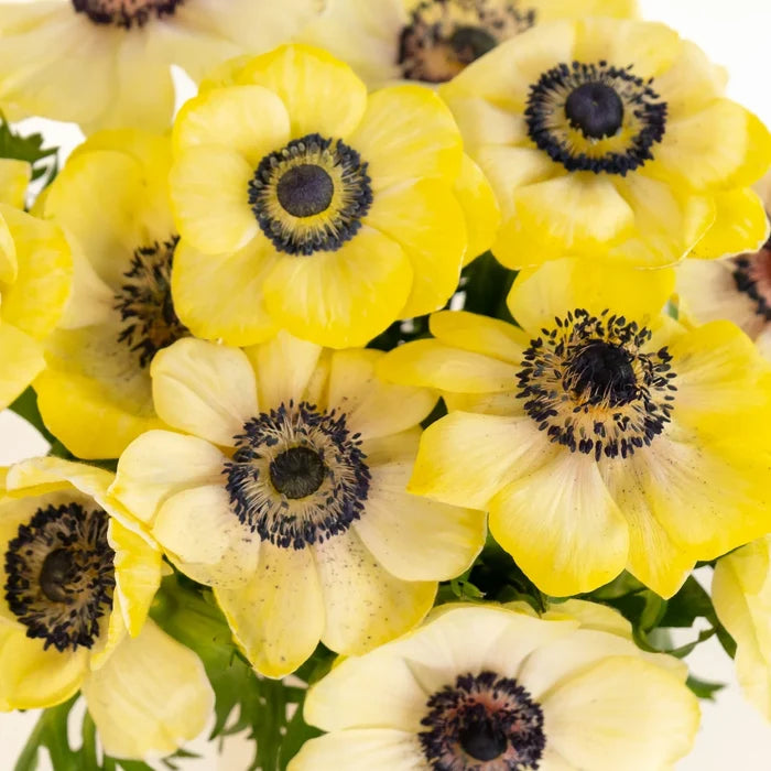 Yellow Enhanced Anemone Fresh Cut Anemones Close Up - Image